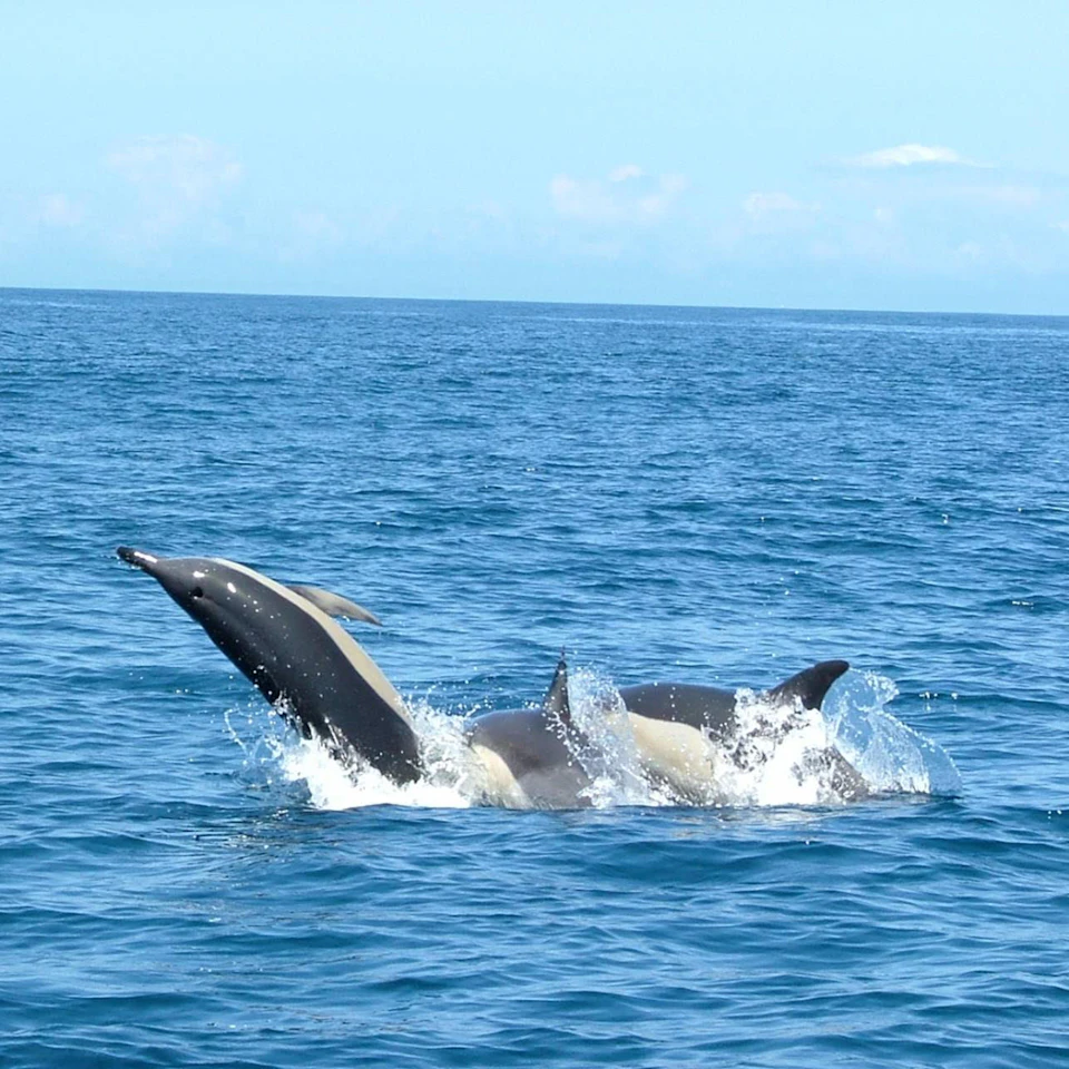 Lisbon dolphin watching
