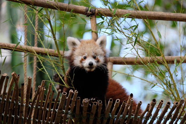 Lisbon Zoo ticket visit photo